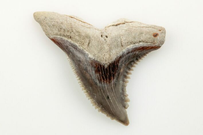 1.3" Snaggletooth Shark (Hemipristis) Tooth - Aurora, NC